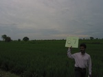7961gt87a_cropland_rice.jpg
