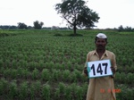 125420147b-irrigated-supplemental-lift-irrigation-mixedcrop-maize-millet-sorghum-onion-corriander.gif