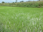 2012-09-07_10-01-29_CIMG6617.JPG