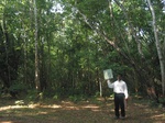 7760gt018b-forests-mature-sec-80-percent-cover.jpg