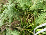 20167P1020019.JPG