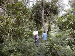 12349Gt186_woodland.jpg