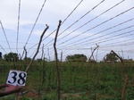 829038-cropland-bitter-guard-wines-a.jpg