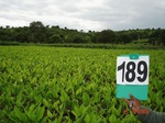 70410189c-rainfed-agriculture-mixedcrop-sorghum-soyabean-turmeric.jpg