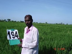 70540194a-irrigated-supplemental-groundwater-tubewell-rice-doublecrop.jpg