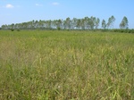 1798720090910_gt01a_Agriculture_Rice_Irrigated_Triple_Continous.JPG