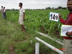 125510149c-irrigated-supplemental-groundwater-maize-dominant-vegetables-tomato-ladiesfinger-chilli-sugarcane.gif