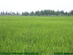 43062007.6.20.st5.JPG