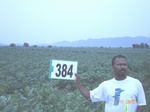 76700384c-rainfed-agriculture-cotton.jpg