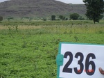 71790236c-rainfed-agriculture-groundnut-dominant-millet.jpg