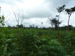 20243P1020098.JPG