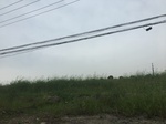 2017-09-10_06-58-02_6807E748-B253-4A00-966E-61AE879810BB.jpg