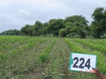 71410224a-rainfed-agriculture-mixedcrop-greengram-cotton-gram.jpg