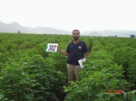76610382a-rainfed-agriculture-cotton.jpg