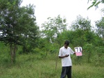1056571-plantation-young-multipurpose-a.gif