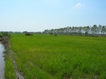 1799520091112_gt01a_Agriculture_Rice_Irrigated_Triple_Continous.JPG
