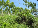 15419IMG_4280.JPG