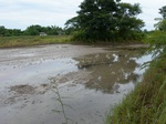 1800820090629_gt02a_Agriculture_Rice_Irrigated_Triple_Continous.JPG