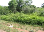 1174812-scrubland-vigourous-dense-c.jpg