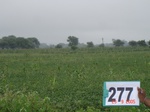 129940277c-rainfed-agriculture-soyabean.gif