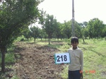 127800218c-irrigated-supplemental-groundwater-tubewell-orange-orchard.gif