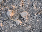 8184vp-066-Fallow farm-winter wheat-a.jpg