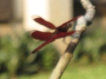 14968IMG_5363.JPG