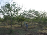 7859gt066a-agroforests-neem.jpg