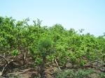 1764022042008(20).JPG