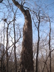 8606IMG_1231.JPG