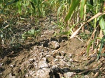 8133saline-060-Irrigated (Surface water) maize-b.jpg
