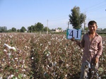 8051041-Irrigated (Surface water) cotton-b.jpg