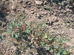 8176vp-061-Irrigated (Surface water) cotton-a.jpg