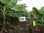 72800266b-irrigated-supplemental-groundwater-drip-irrigation-plantation-banana.jpg