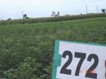 73040272c-irrigated-supplemental-groundwater-cotton-dominant-maize.jpg