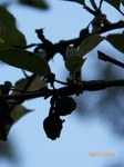 2012-09-07_23-03-32_100_0076 Apple Harvest 2012.JPG