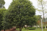 2018-04-15_19-19-38_2017-07-12 22.21.46.jpg