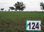 124590124c-rainfed-agriculture-onion.gif