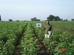 62090385b-rainfed-agriculture-plantation-papertree-pinetree-cotton.jpg
