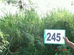 72050245a-irrigated-supplemental-groundwater-sugarcane-dominant-mango-plantation.jpg