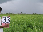 827433-cropland-sesamum-b.jpg