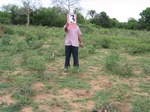 820203-cropland-chenna-dominanta.jpg