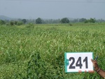 71930241b-rainfed-agriculture-sorghum.jpg