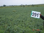 73590291a-rainfed-agriculture-soyabean.jpg