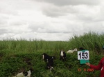 69300153c-irrigated-supplemental-major-river-water-lift-irrigation-sugarcane-dominant-sorghum.jpg