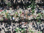 10339vp-026-Farm land (Surface water) Cotton-a.jpg