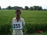 129100255a-irrigated-supplemental-groundwater-rice-doublecrop.gif