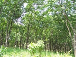 17499100_2754.JPG