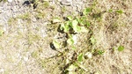 2016-07-25_03-45-00_DSCF1451.JPG