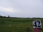 830042-wetland-permanant-thaipagrass-a.jpg